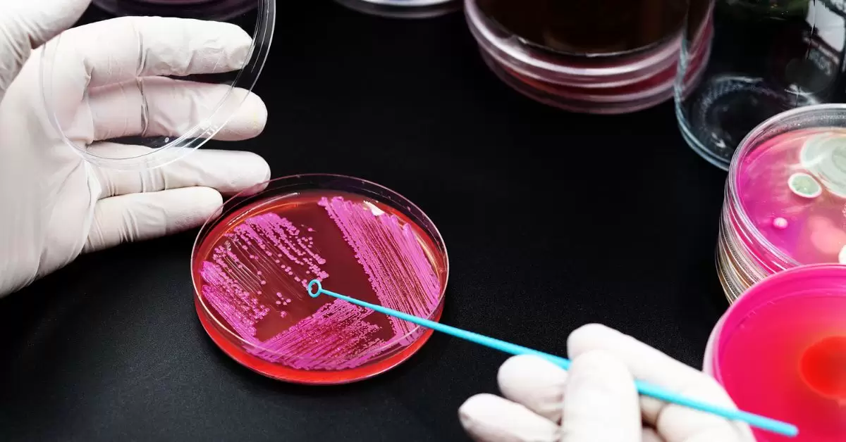 Inoculating Loops for petri dish